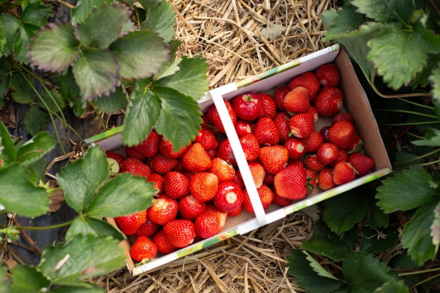 First vertical strawberry farm in the region is opening in the UAE First vertical strawberry farm in the region is opening in Abu Dhabi
